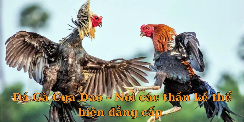 Đá Gà Cựa Dao - Nơi các thần kề thể hiện đẳng cấp