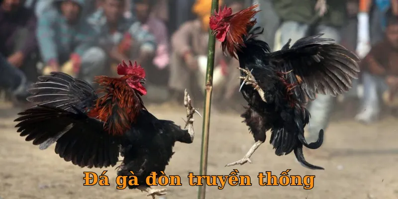 Đá gà đòn truyền thống
