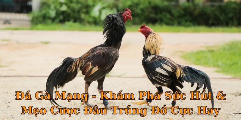 Đá Gà Mạng - Khám Phá Sức Hút & Mẹo Cược Đâu Trúng Đó Cực Hay