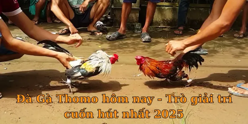 Đà Gà Thomo hôm nay - Trò giải trí cuốn hút nhất 2025
