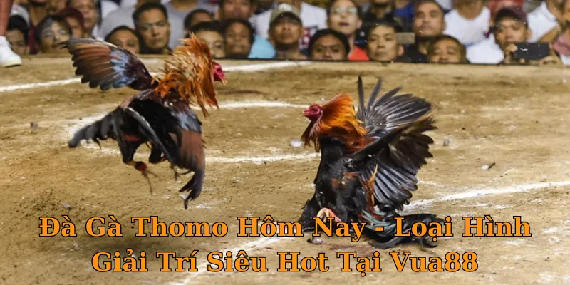 Đà Gà Thomo Hôm Nay - Loại Hình Giải Trí Siêu Hot Tại Vua88