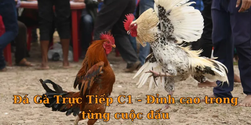 Đá Gà Trực Tiếp C1 - Đỉnh cao trong từng cuộc đấu