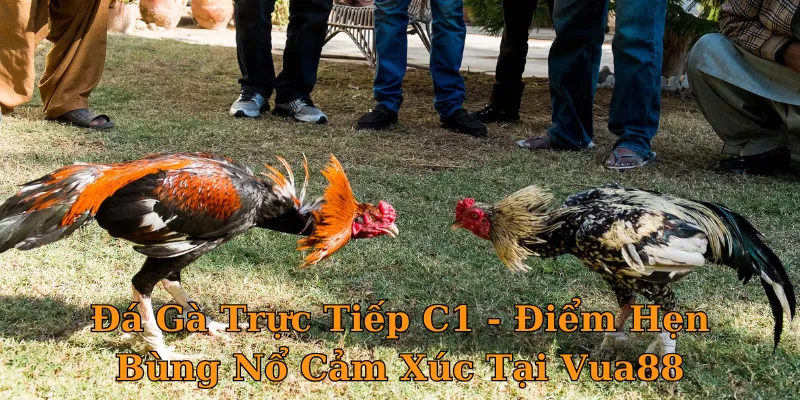 Đá Gà Trực Tiếp C1 - Điểm Hẹn Bùng Nổ Cảm Xúc Tại Vua88