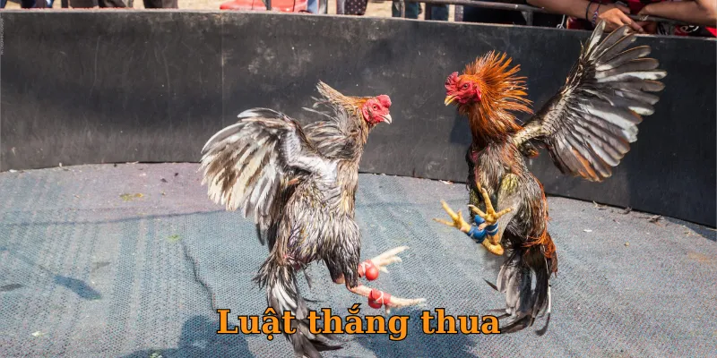 Luật thắng thua