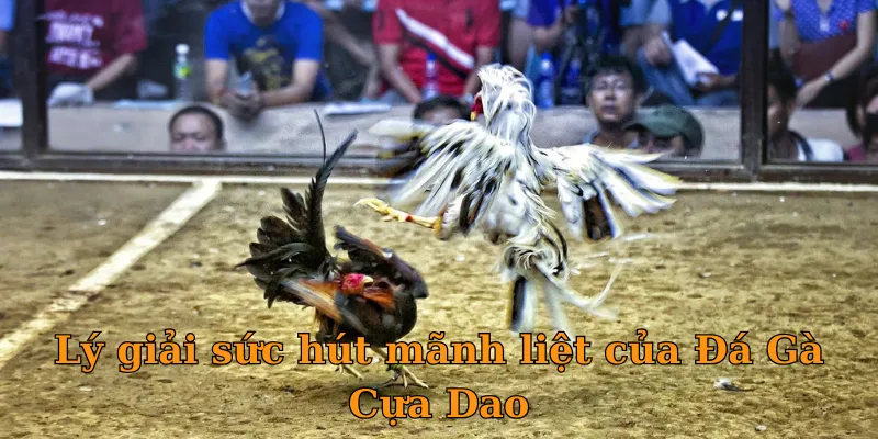 Lý giải sức hút mãnh liệt của Đá Gà Cựa Dao