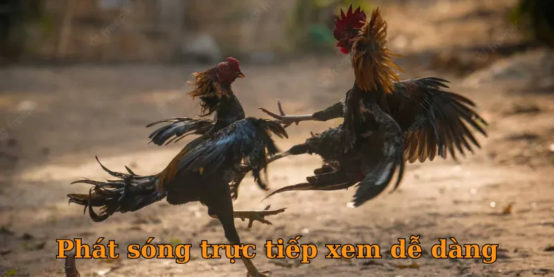 Phát sóng trực tiếp xem dễ dàng