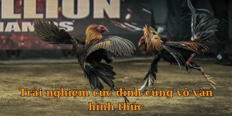 Trải nghiệm cực đỉnh cùng vô vàn hình thức