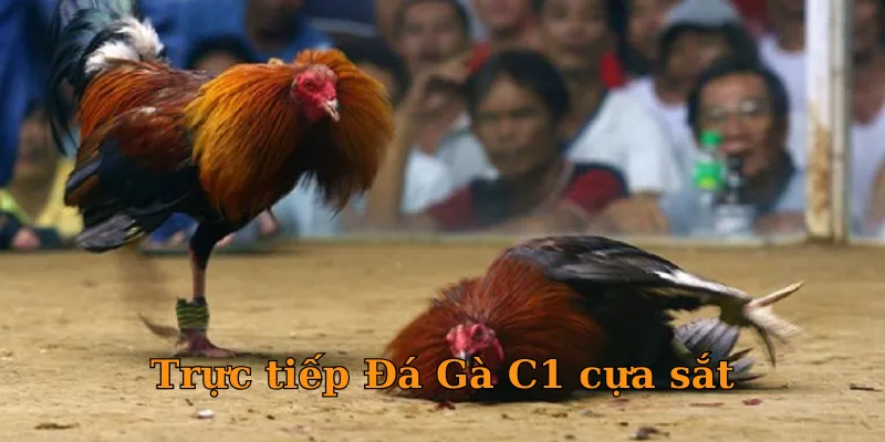 Trực tiếp Đá Gà C1 cựa sắt