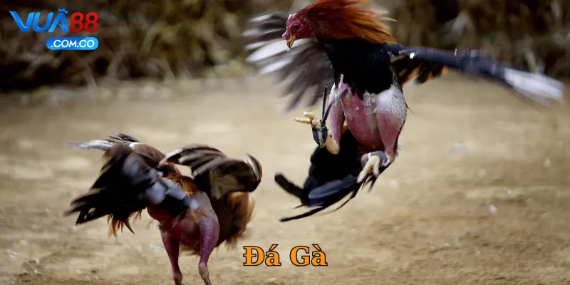 Đá Gà
